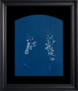 Floral cyanotype artwork in black frame.