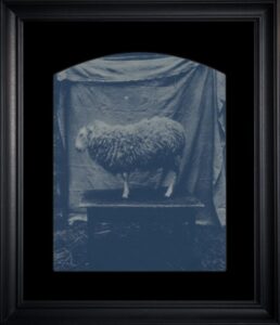 Sheep standing on a platform, vintage style.